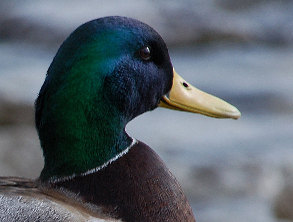 Mallard