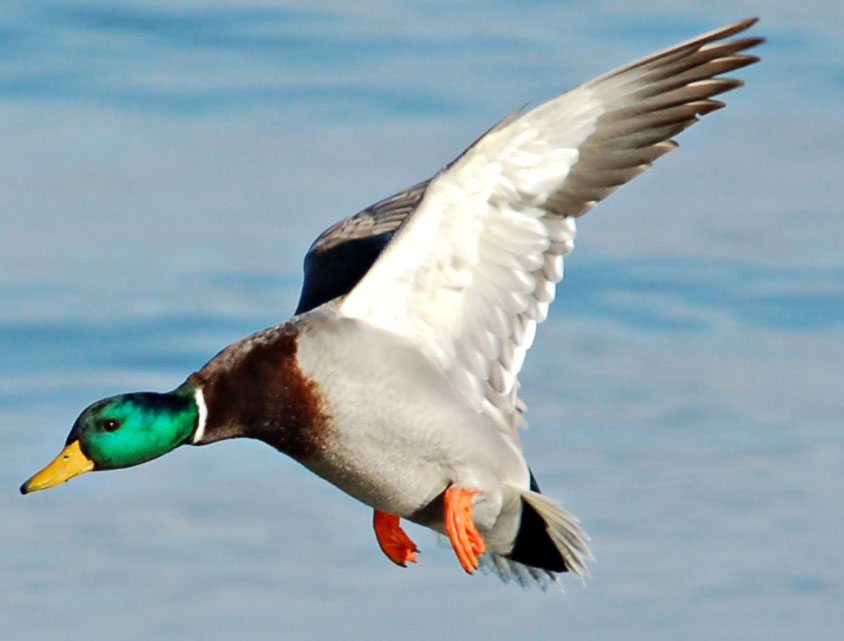 Mallard