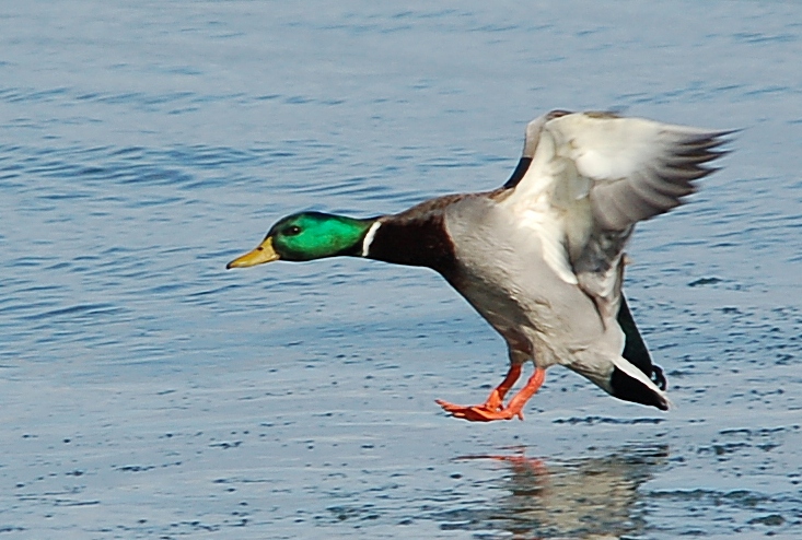 Mallard