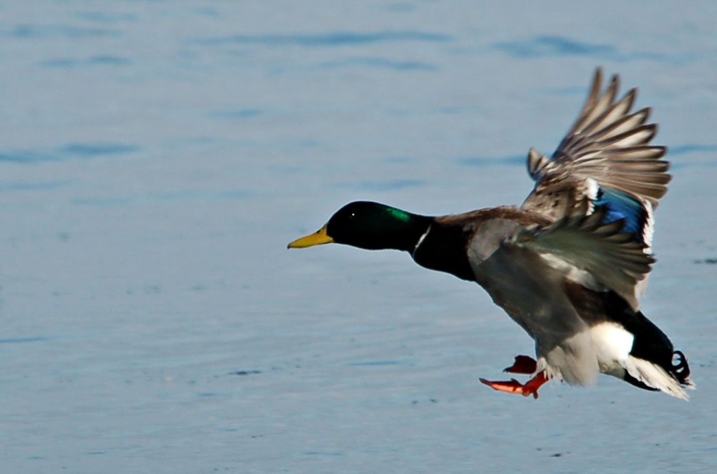 Mallard