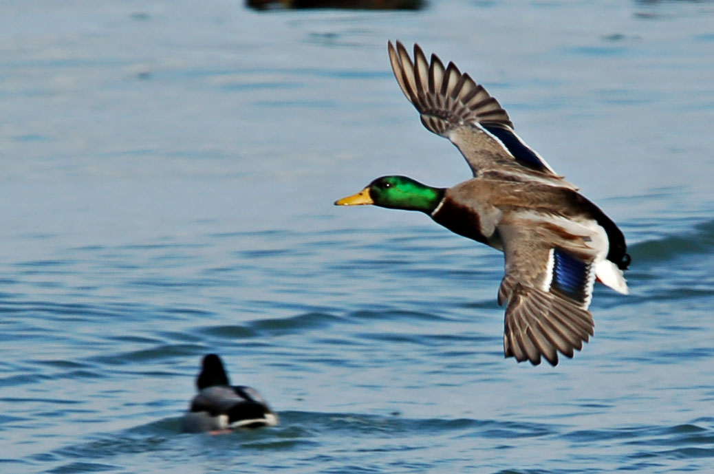 Mallard