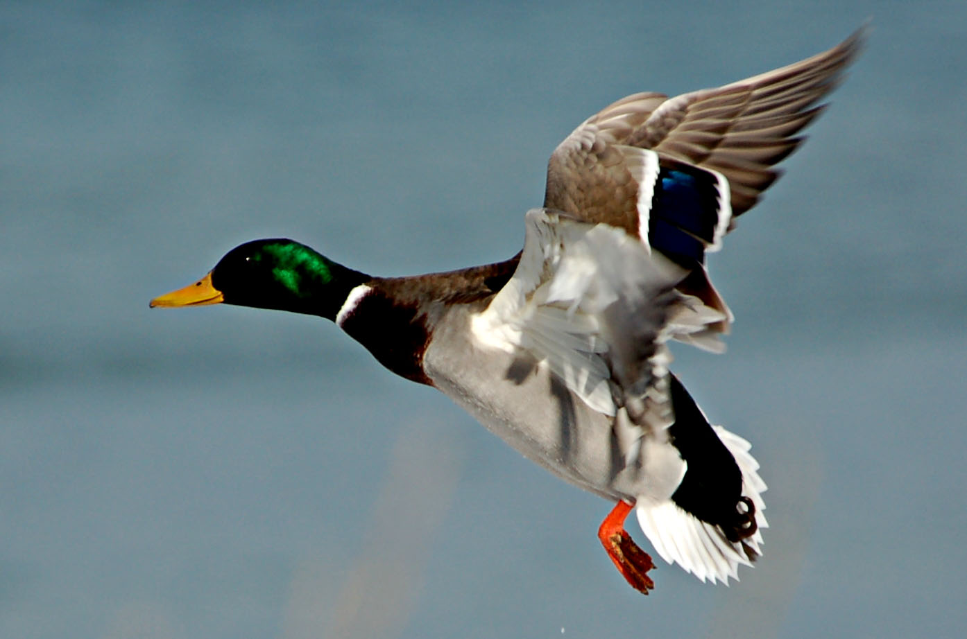 Mallard