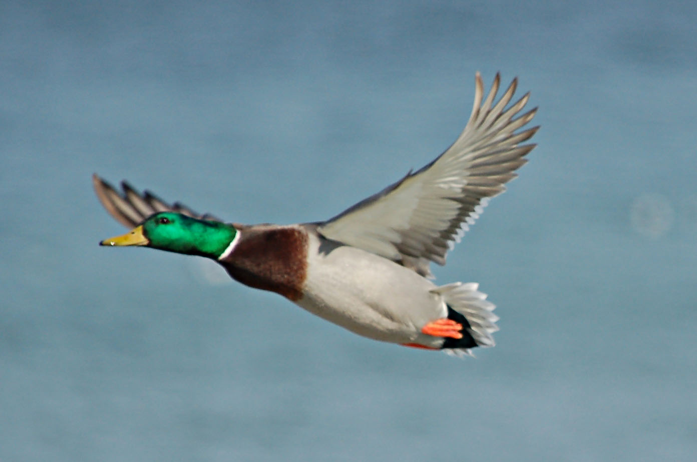 Mallard