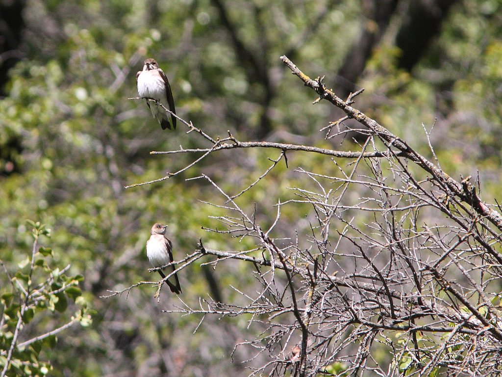 Northern Rough-winged Swallows