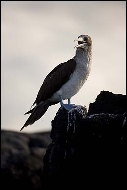 Floreana_3591.2.jpg