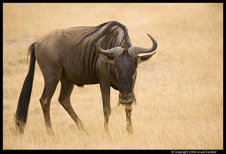 Ngorongoro_2441.3.jpg