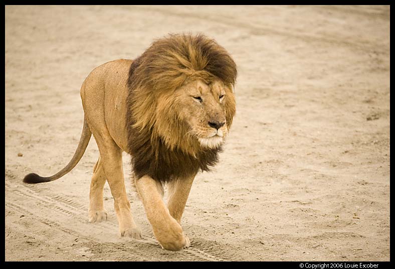 Ngorongoro_2517.3.jpg