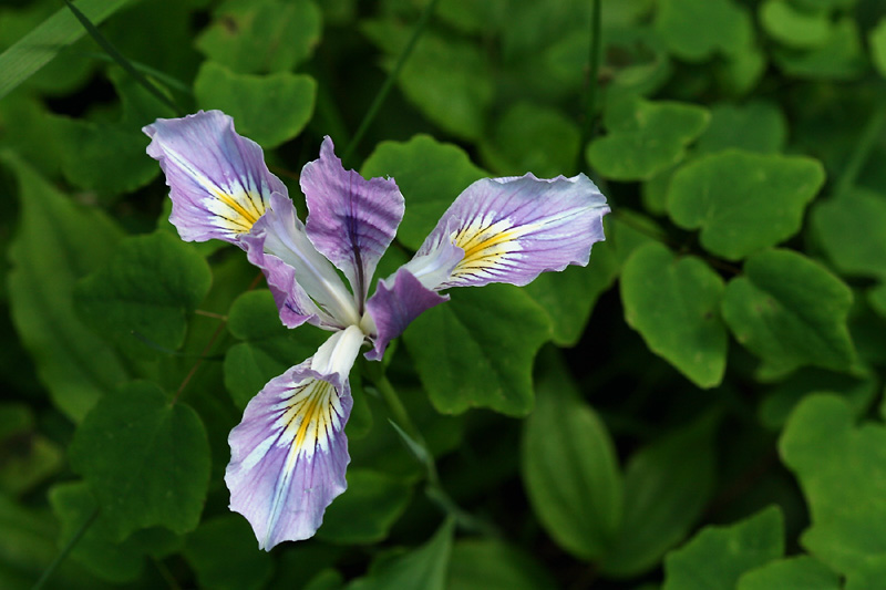 Wild iris at Silver Falls State Park