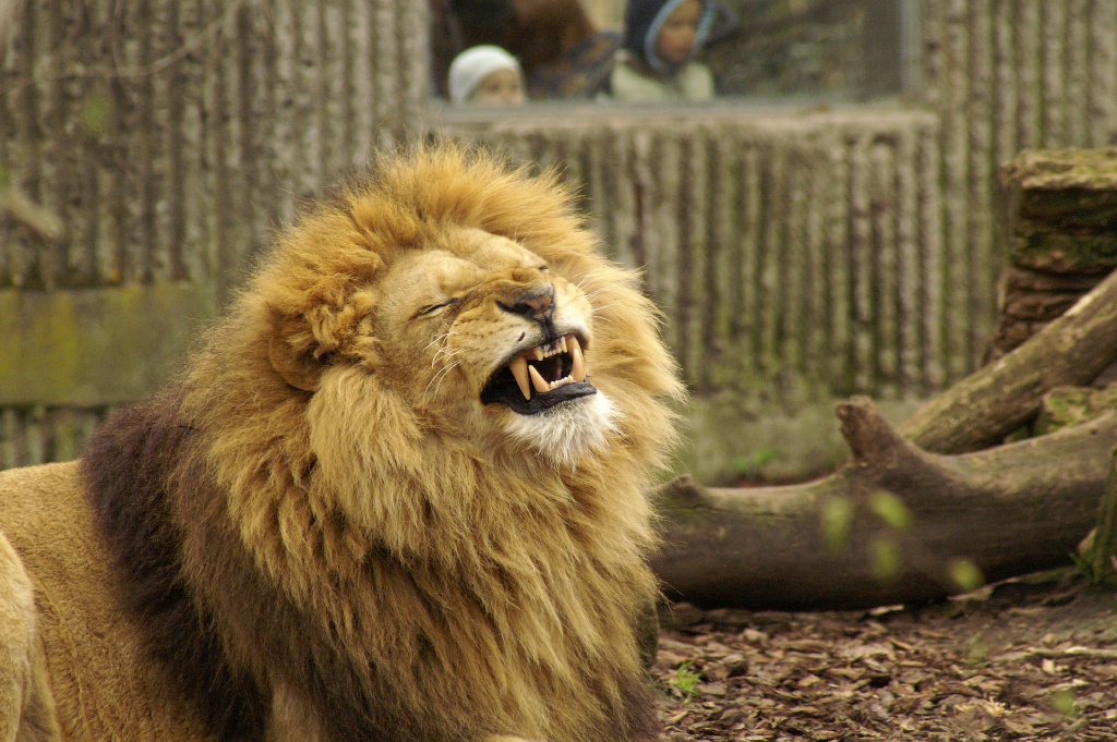 Lion (Panthera leo) in Copenhagen Zoo