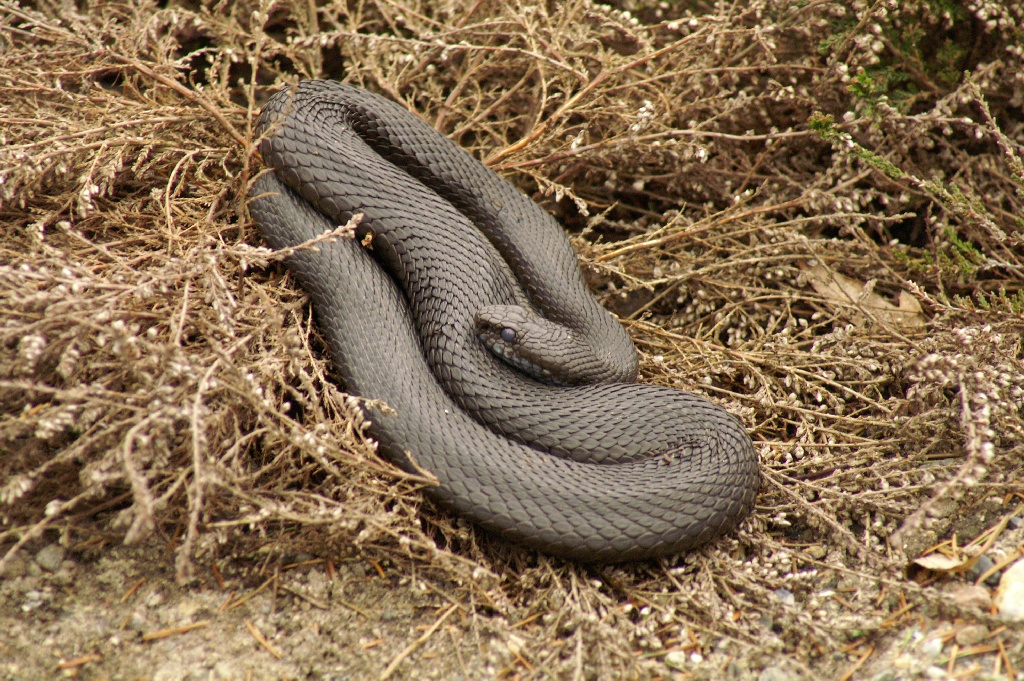 Common Adder (Vipera Berus) in Copenhagen Zoo