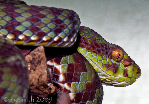 Kanburian Pit Viper - (Trimeresurus kanburiensis)
