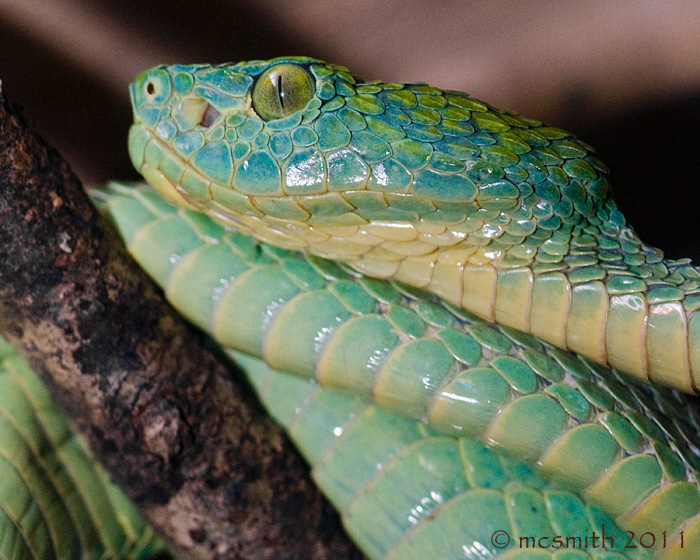 Honduran Palm Viper - (Bothriechis marchi)