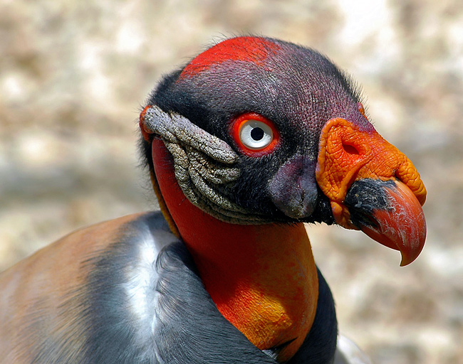 King Vulture - (Sarcoramphus papa)