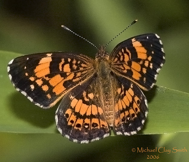 Silvery Checkerspot (Chlosyne nycteis)