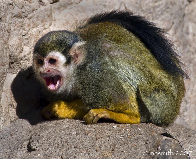 Screaming Squirrel Monkey