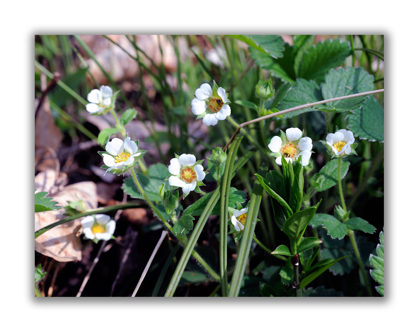 943 Potentilla sterilis