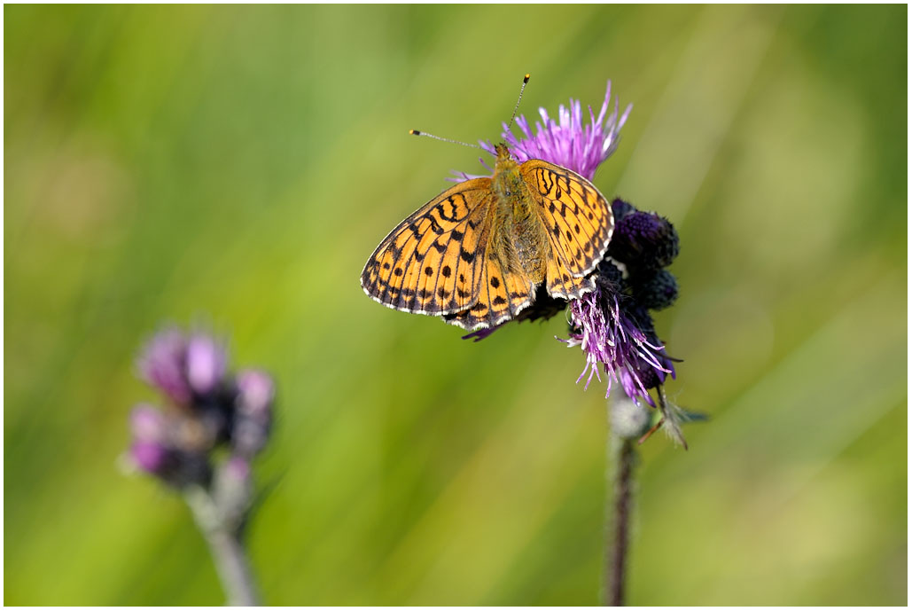 Argynnis paphia