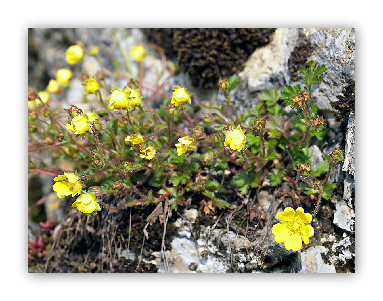 965 Potentilla verna