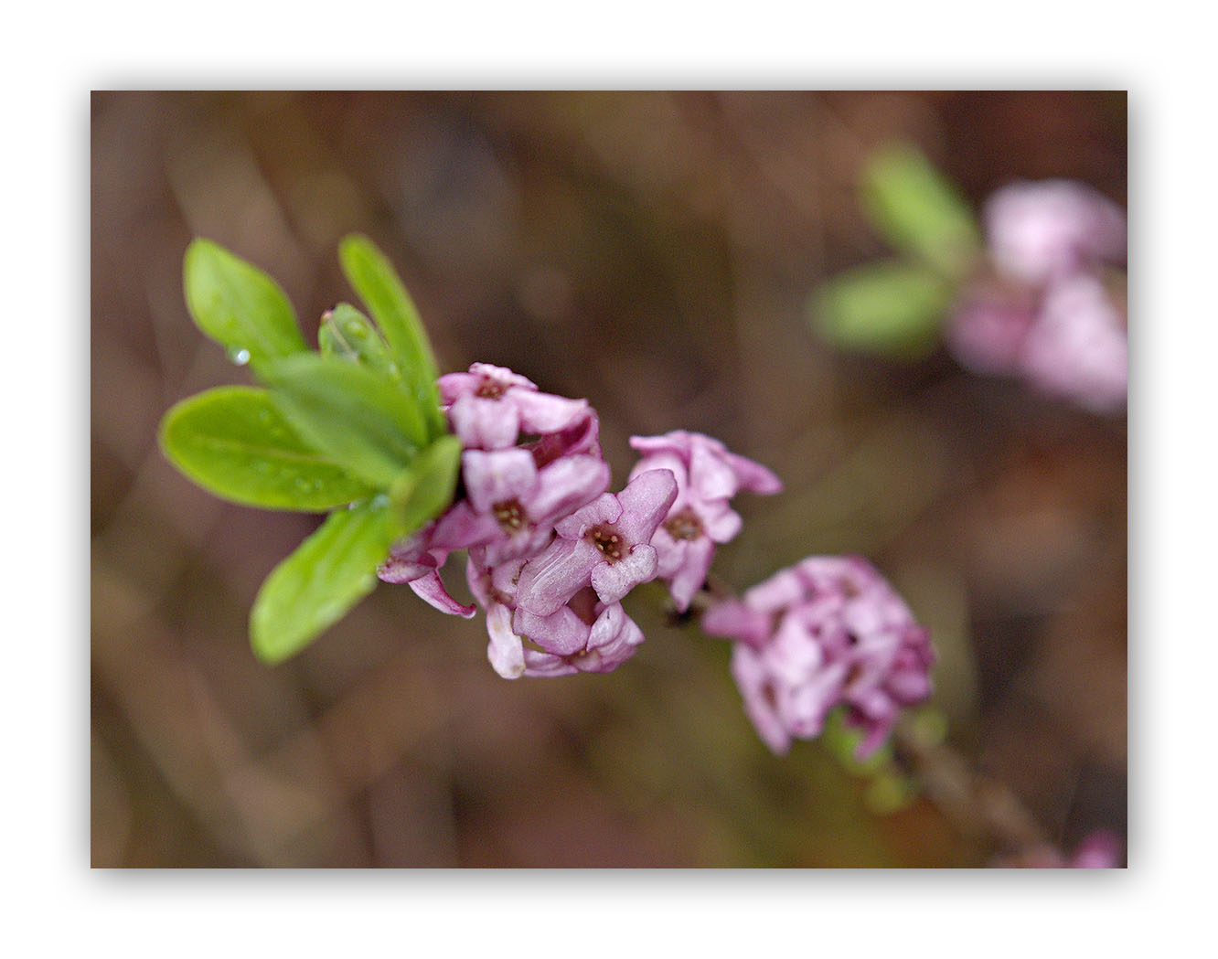 1261 Daphne mezereum