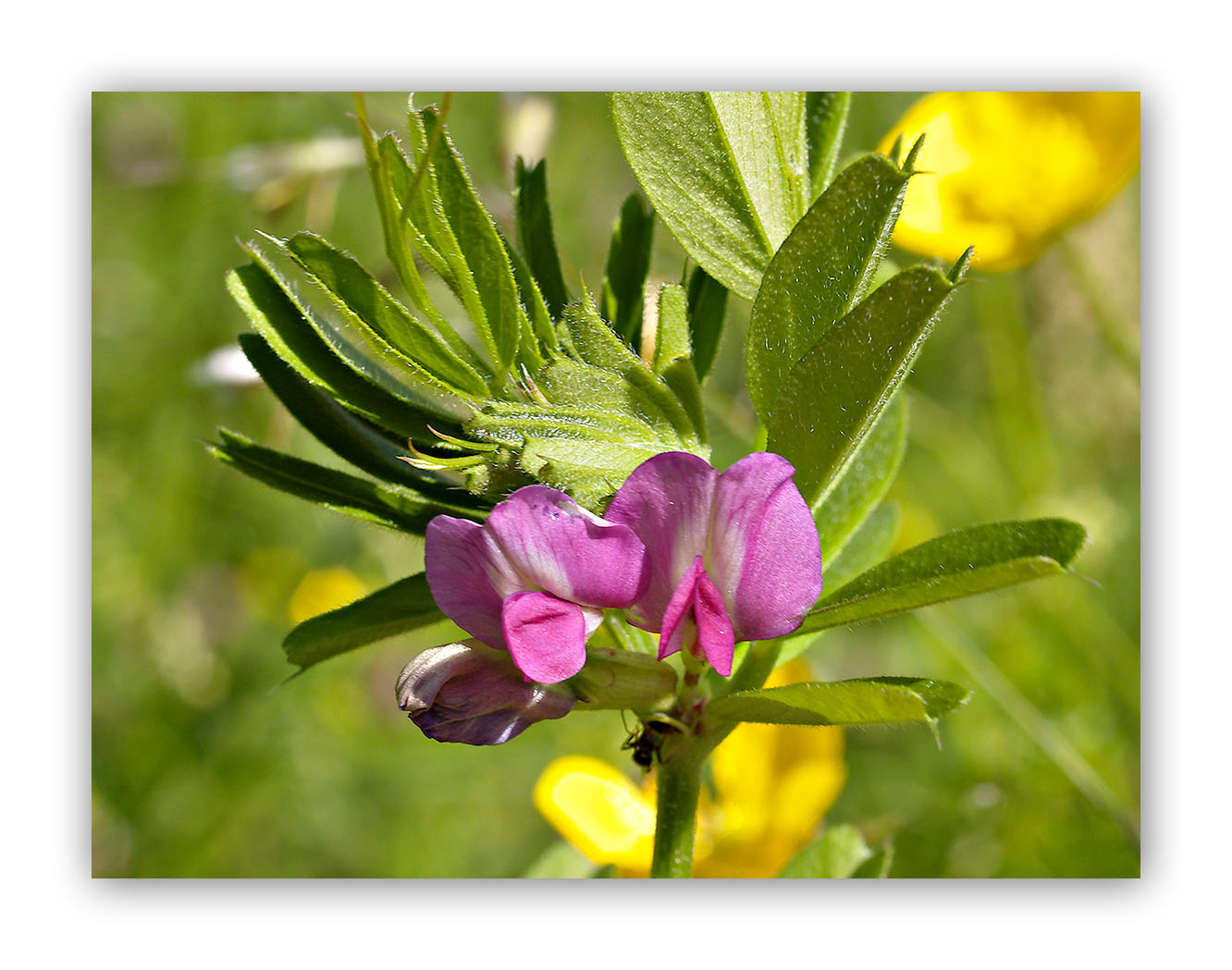 1217 Vicia sativa