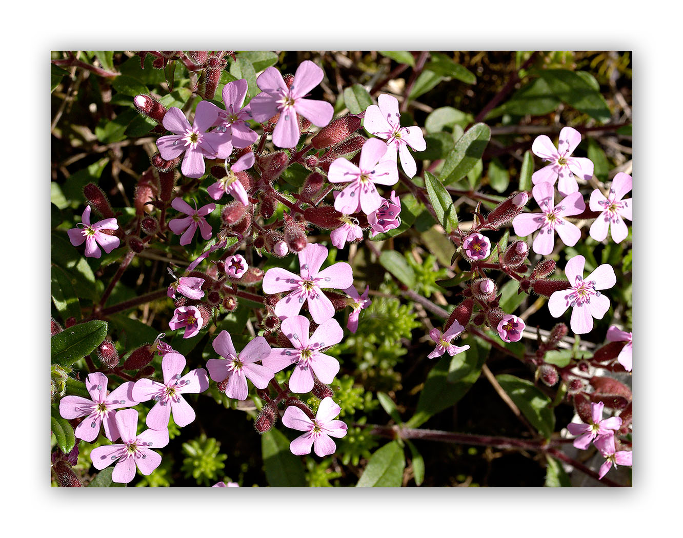 397 Saponaria ocymoides