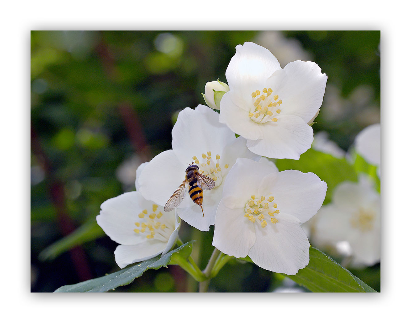 856 Philadelphus coronarius