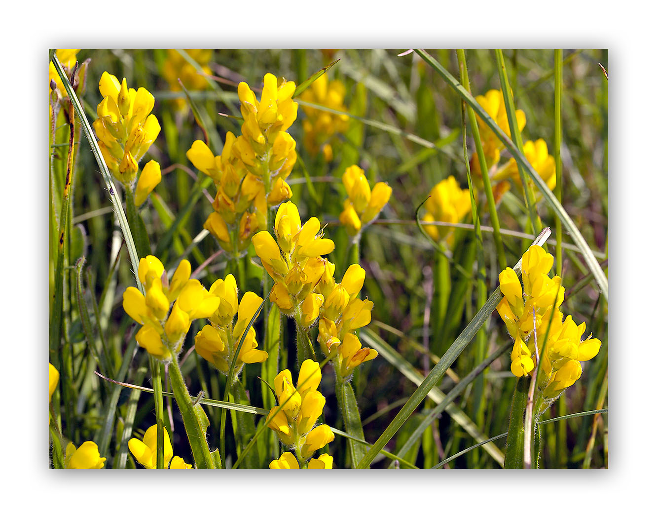 1085 Genista sagittalis