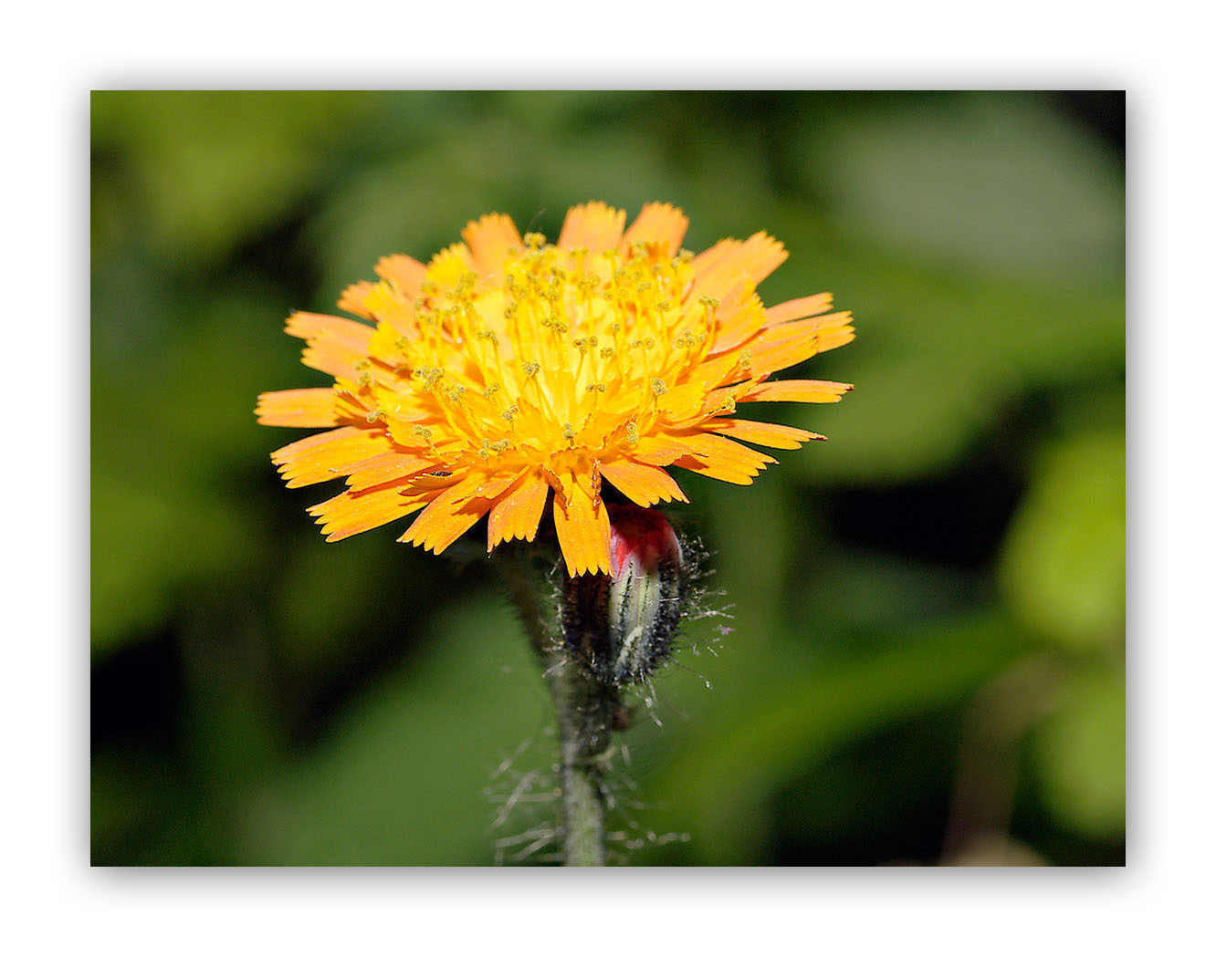 2352 Hieracium aurantiacum