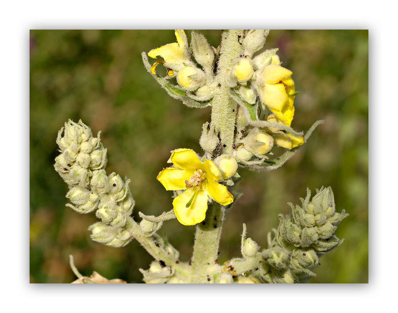 1746 Verbascum pulverulentum