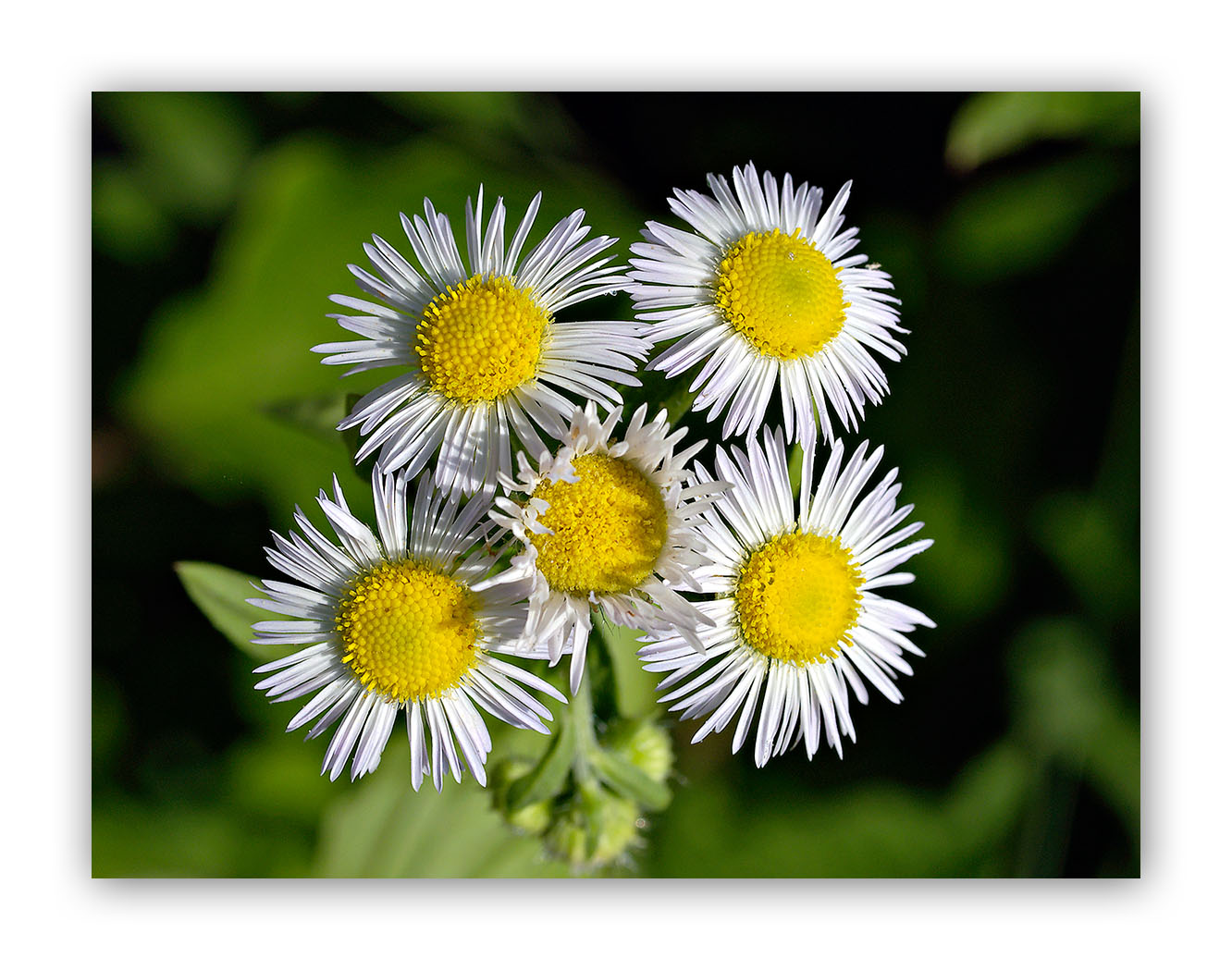 2057 Erigeron annuus