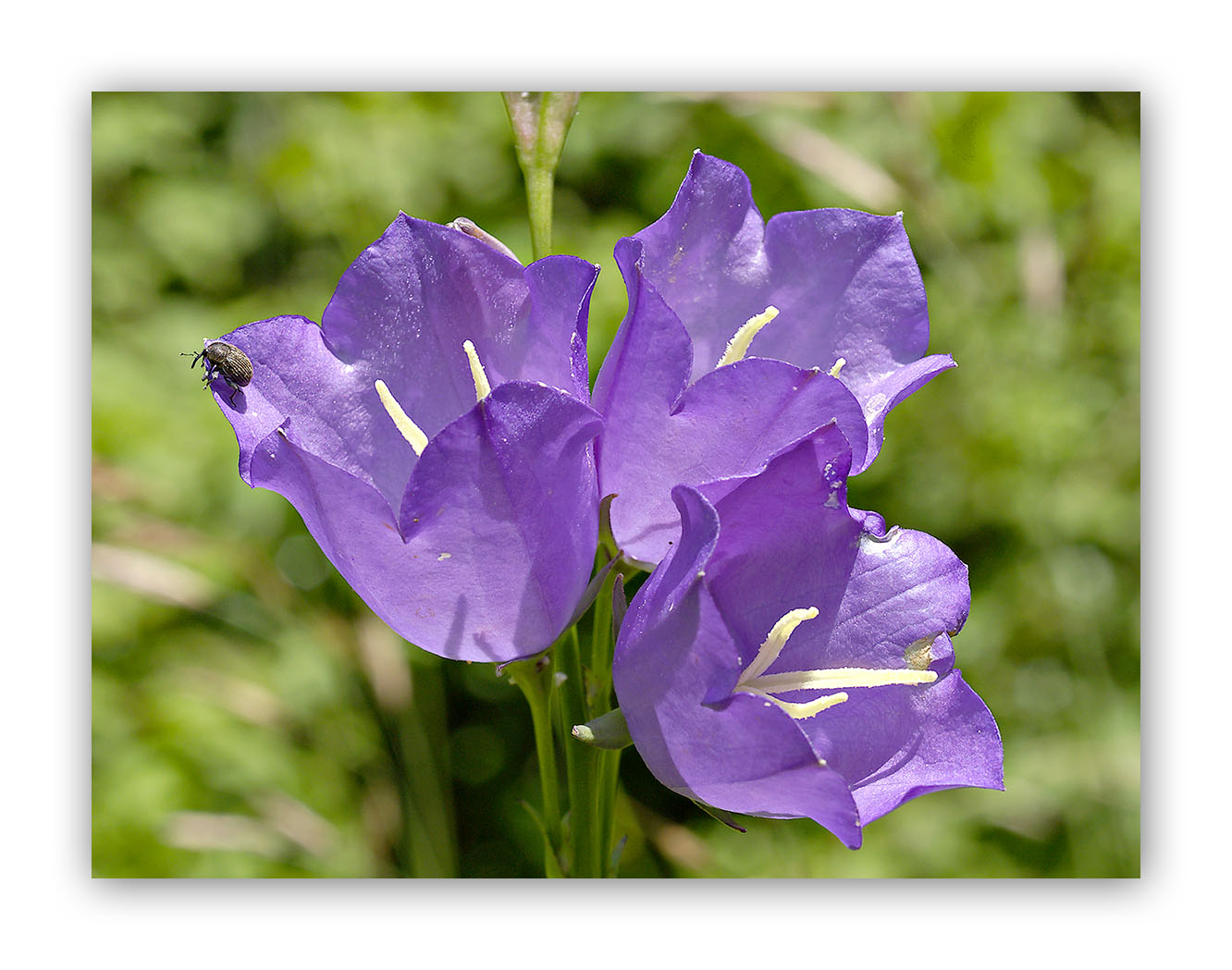 1911 Campanula persicifolia