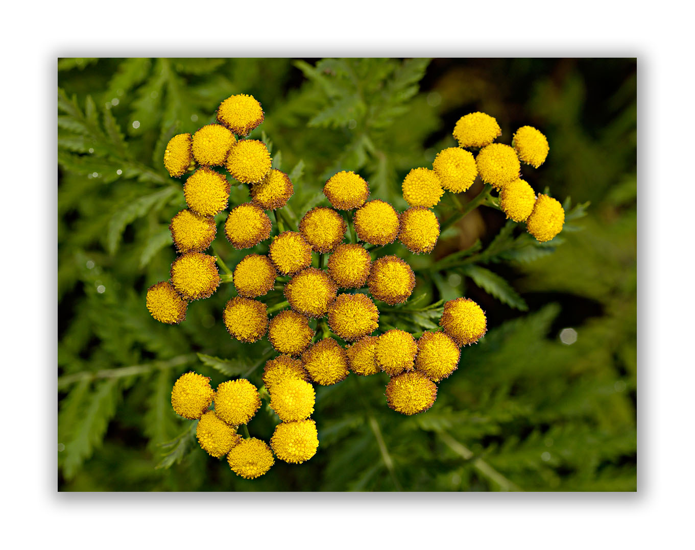 2129 Tanacetum vulgare