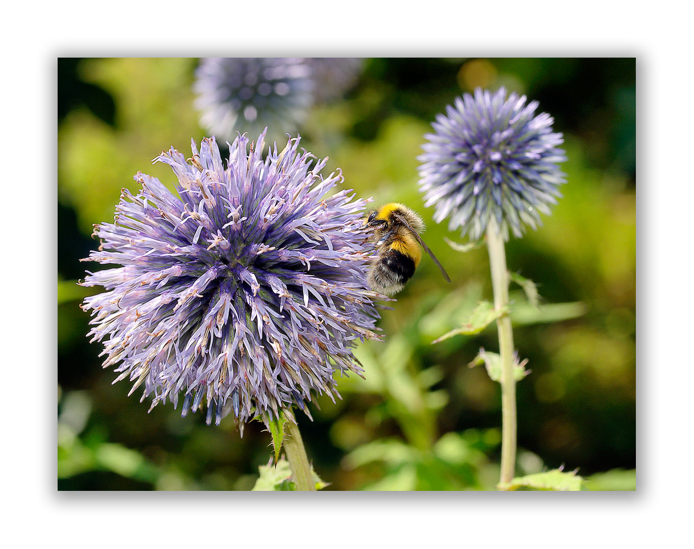 2229 Echinops sphaerocephalus