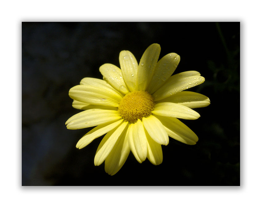 2085 Buphthalmum salicifolium