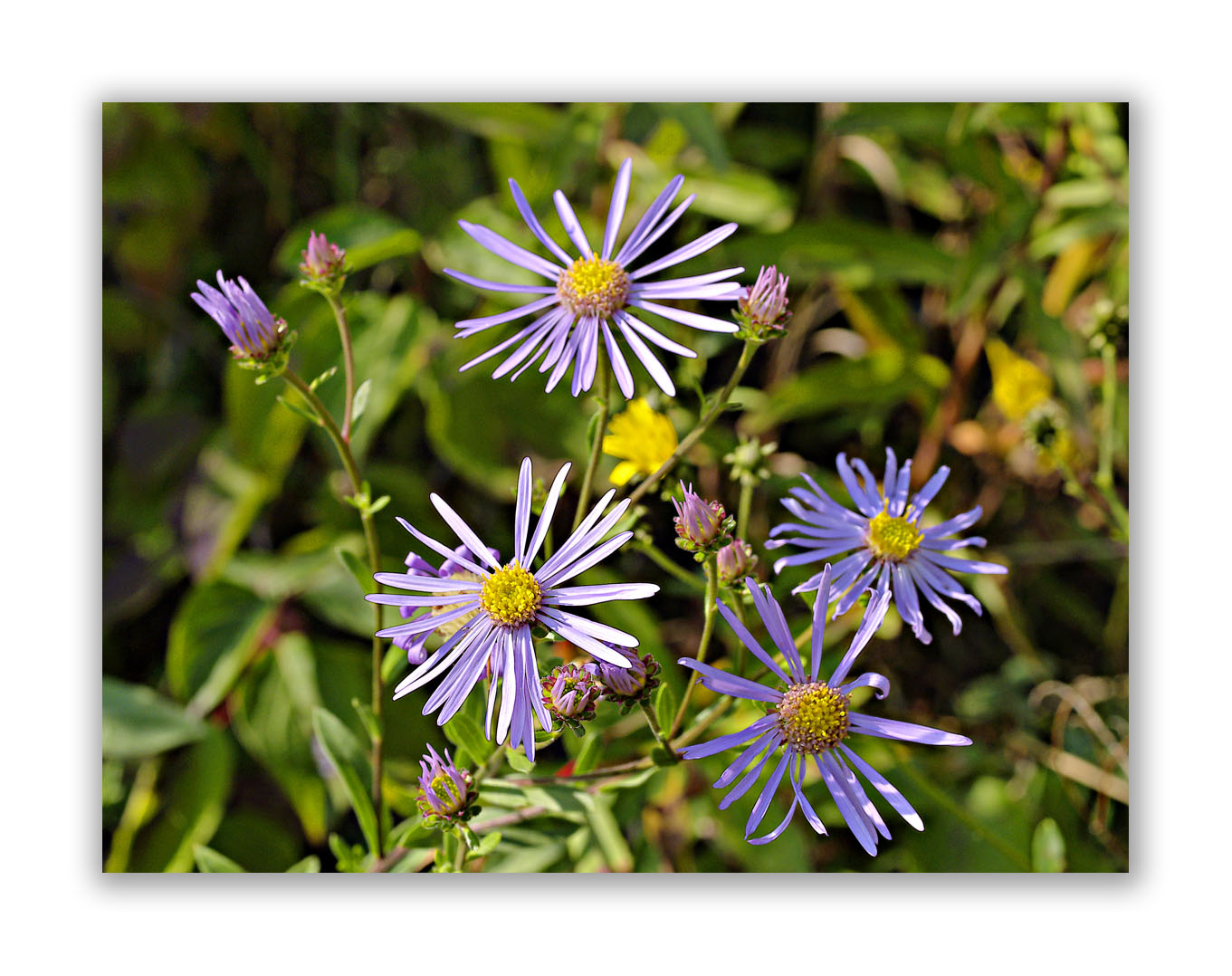 2041 Aster novi-belgii