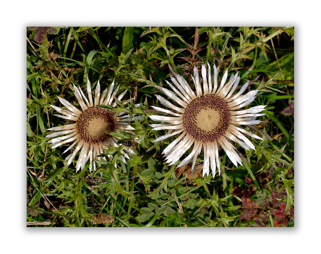 2195 Carlina acaulis nana