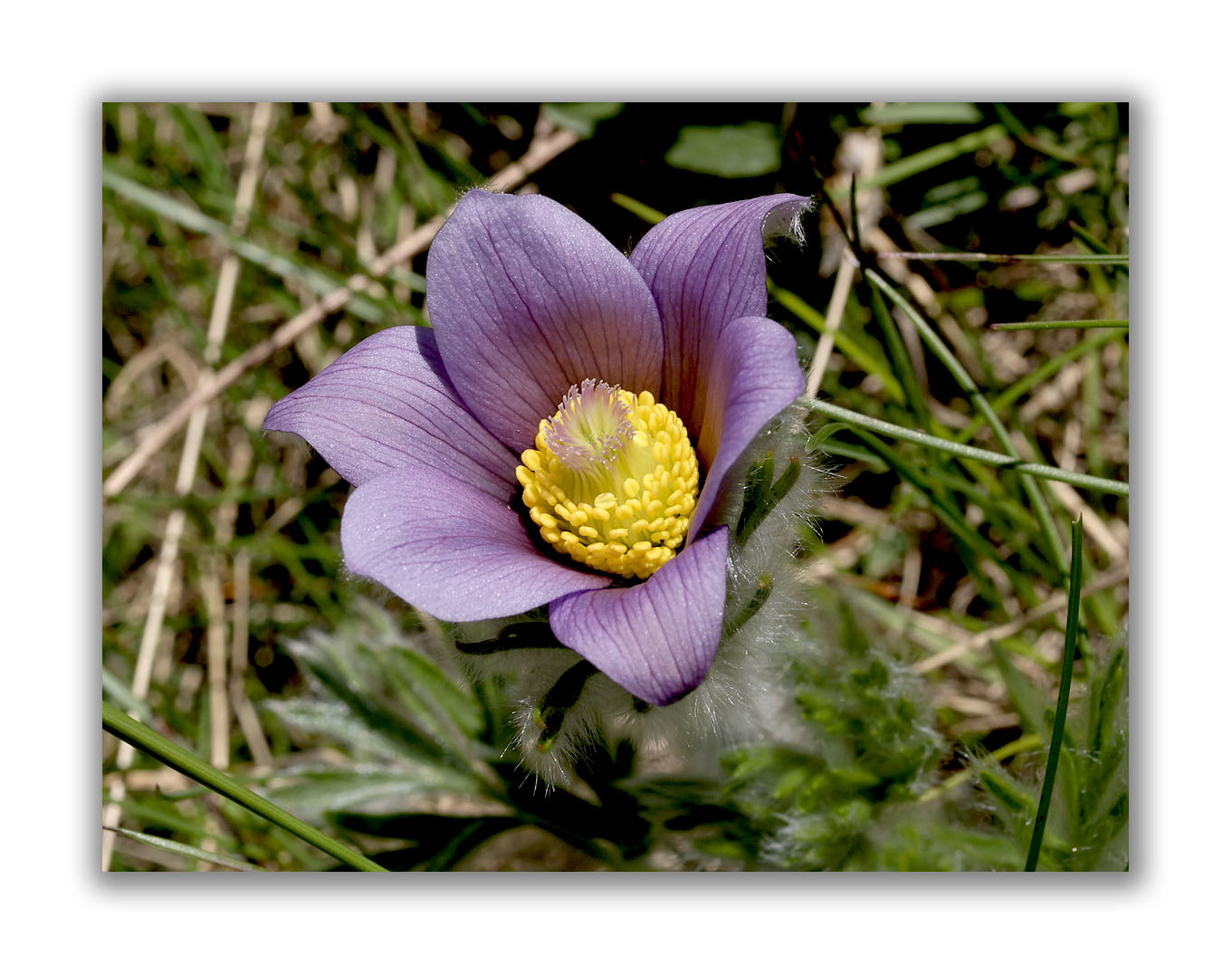 159 Pulsatilla halleri