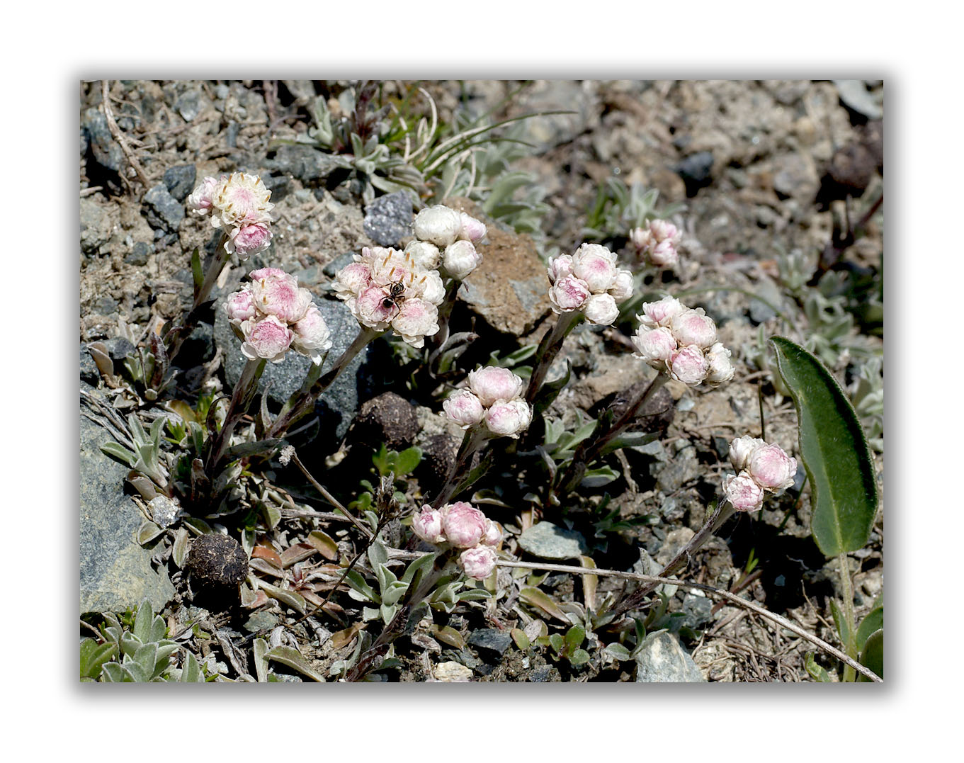 2067 Antennaria dioica 