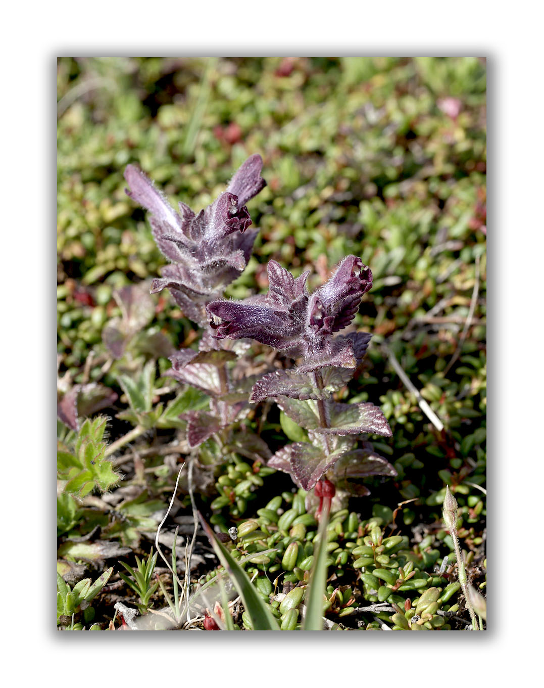 1623 Ajuga pyramidalis