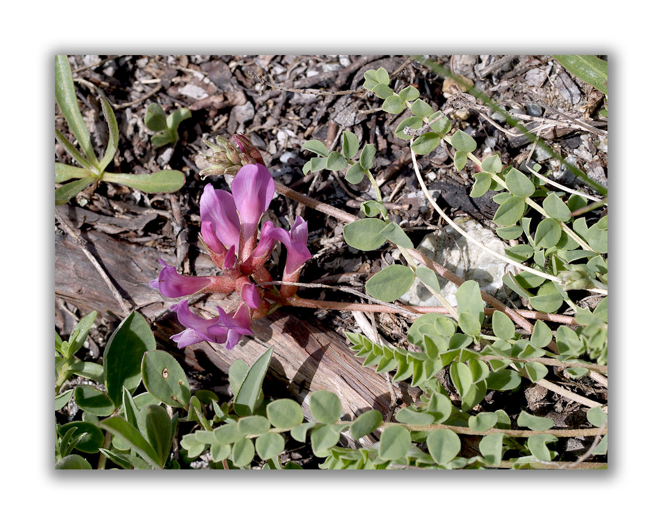 1170 Astragalus leontinus