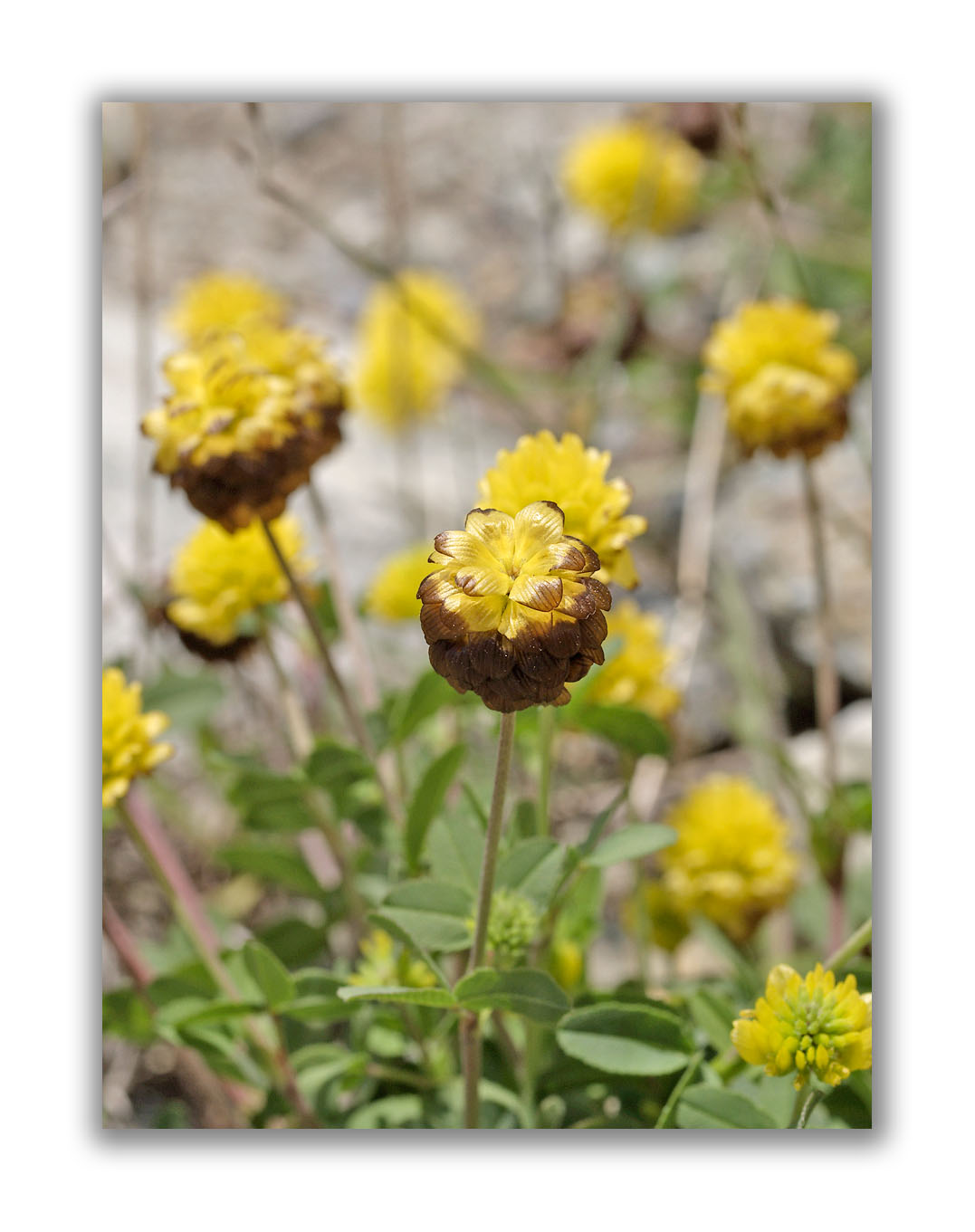 1145 Trifolium badium