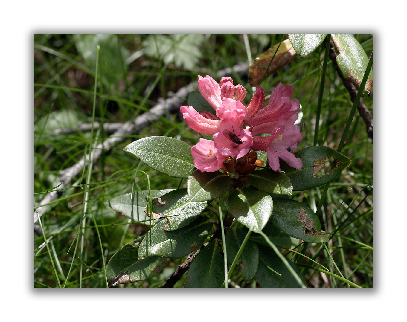 786 Rhododendron ferrugineum
