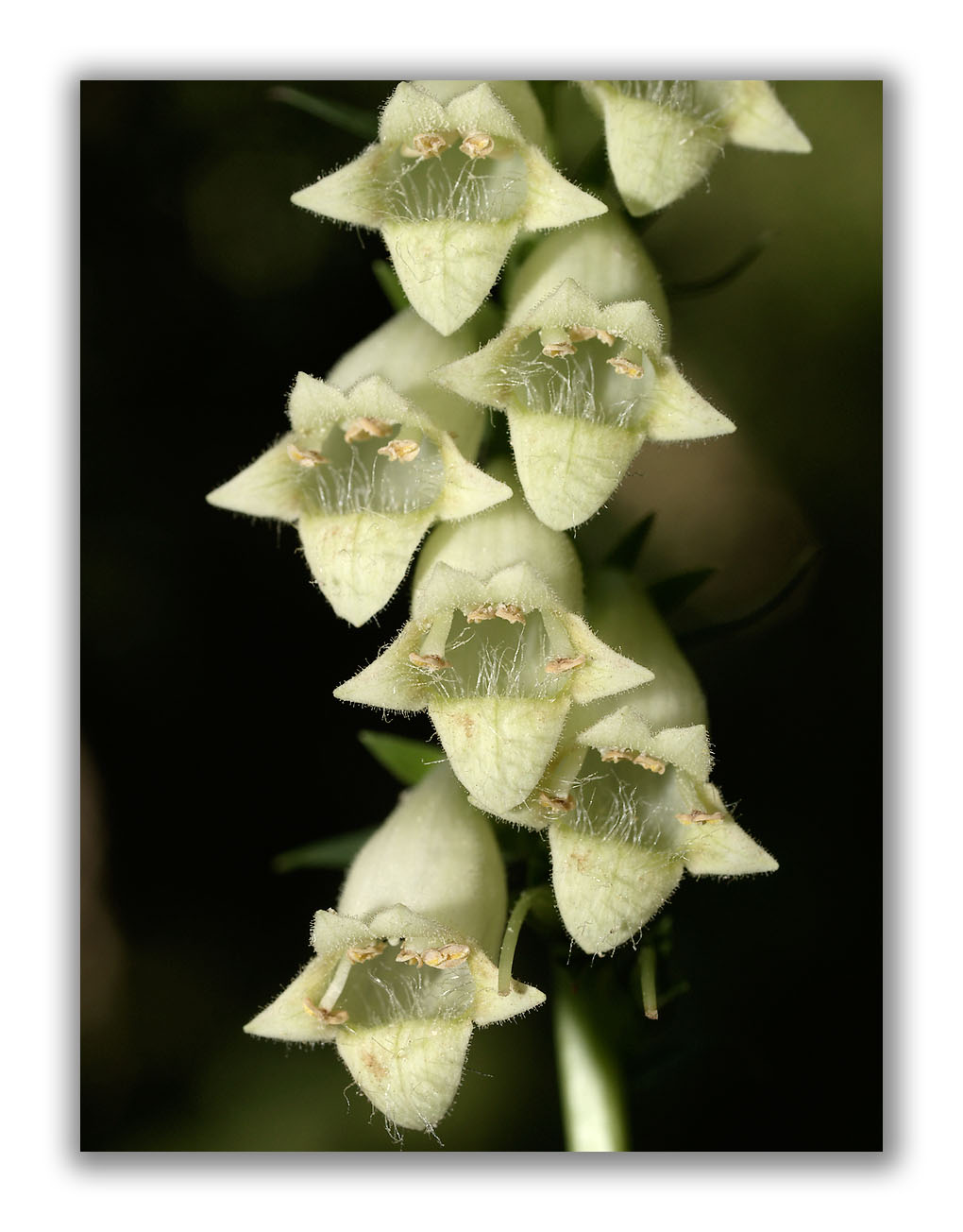 1773 Digitalis lutea