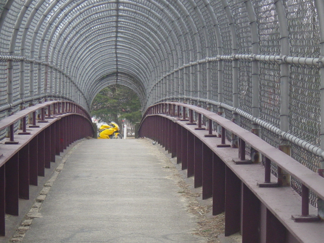 duck over bridge.jpg