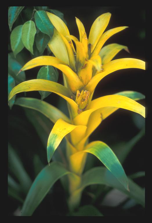 Yellow Bromiliad