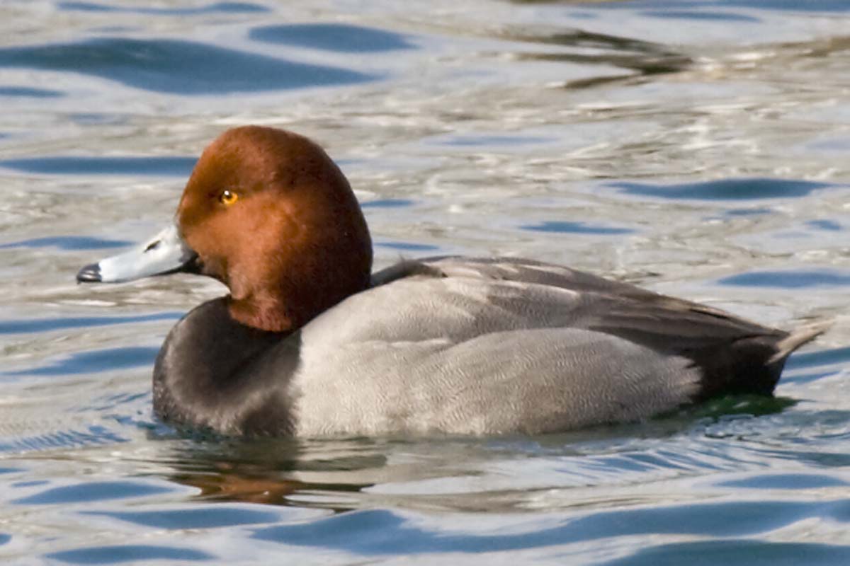 REDHEAD  -  MALE