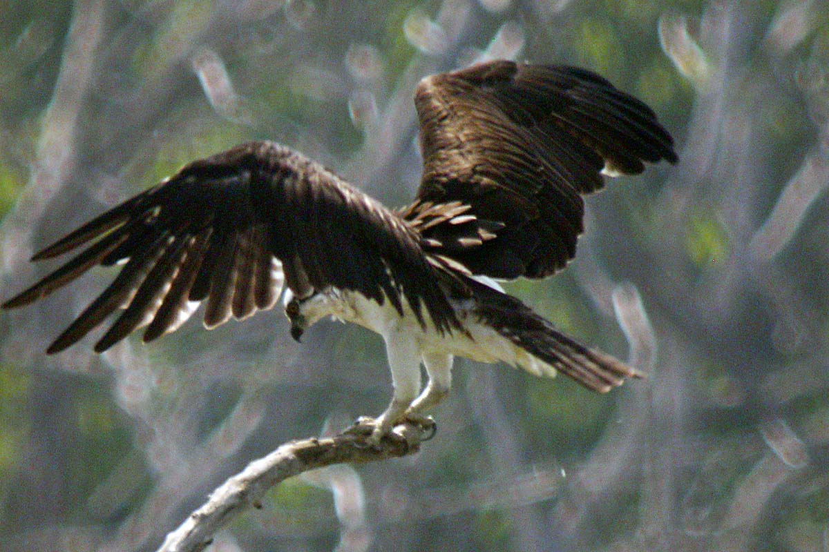 OSPREY