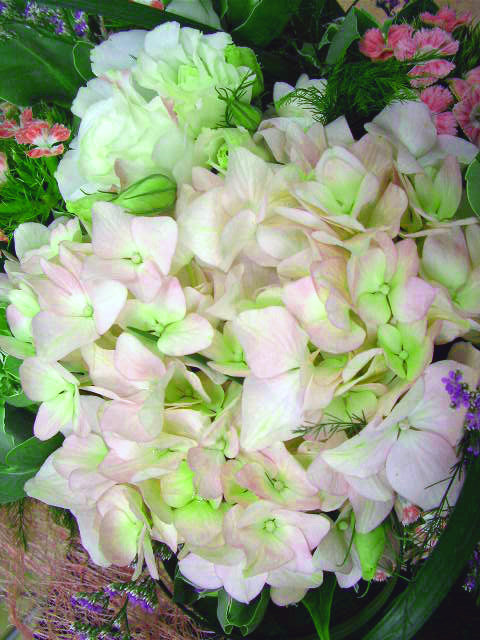 Flower to Anna (20-5-2006)