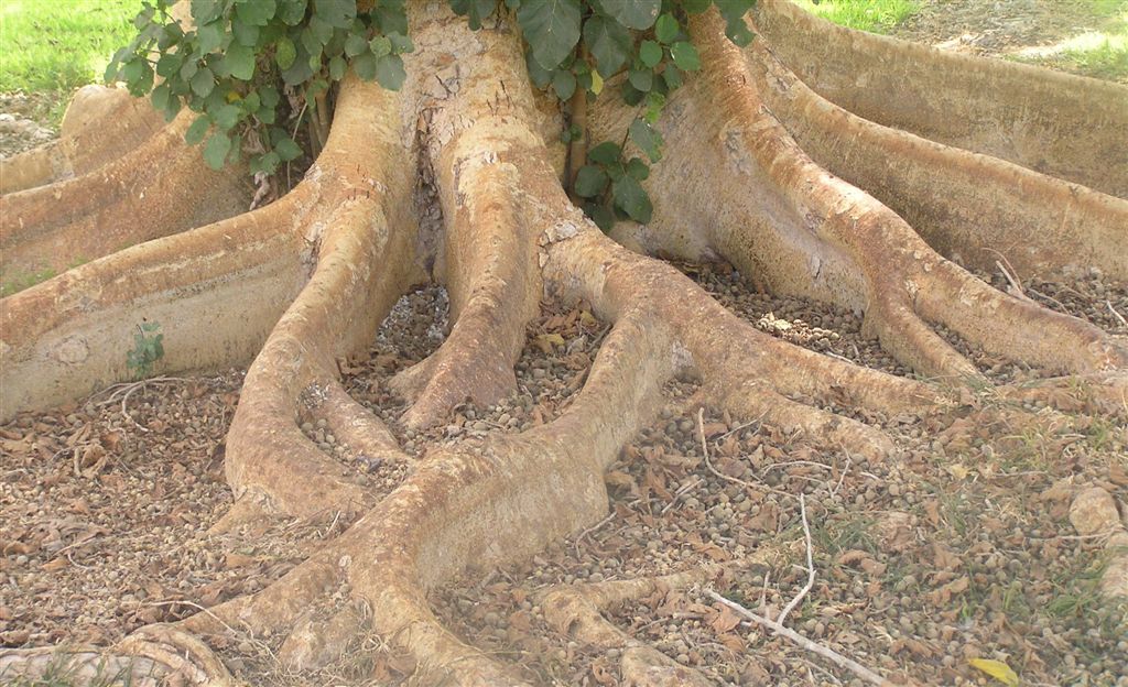 2 Bishvat-0025