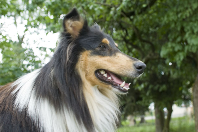 hunde3.jpg